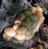 Pholiota squarrosoides